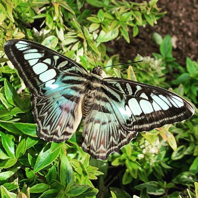 Butterfly Biosphere | Love in Utah 🐝